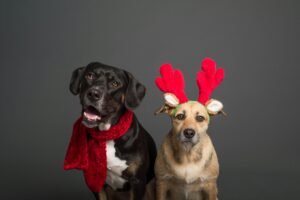 pexels-photo-3361692-3361692 Two dogs wearing holiday accessories on a plain background, perfect for festive themes.